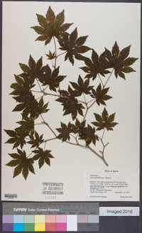 Acer sieboldianum image