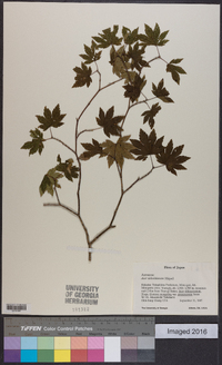 Acer sieboldianum image