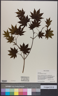 Acer sieboldianum image