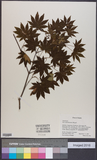 Acer sieboldianum image