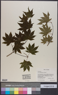 Acer sieboldianum image