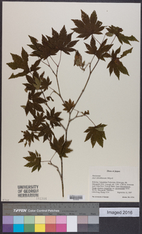 Acer sieboldianum image