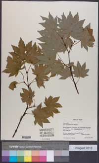 Acer sieboldianum image