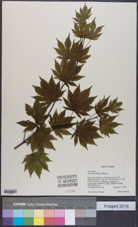 Acer sieboldianum image