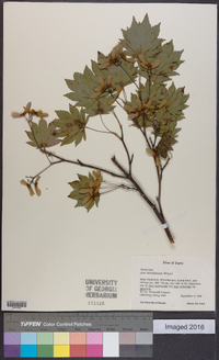 Acer sieboldianum image