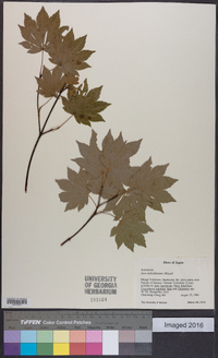 Acer sieboldianum image