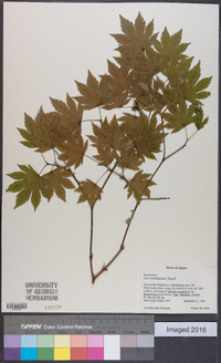 Acer sieboldianum image