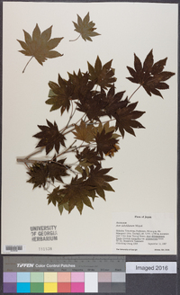 Acer sieboldianum image