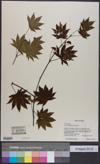 Acer sieboldianum image