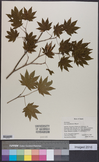 Acer sieboldianum image