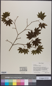 Acer sieboldianum image