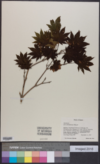 Acer sieboldianum image