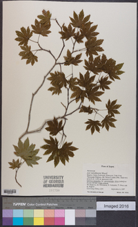 Acer sieboldianum image