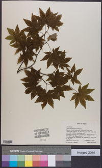 Acer sieboldianum image