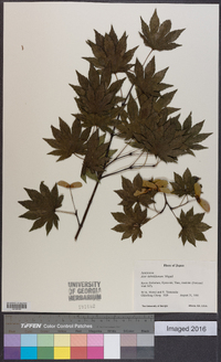 Acer sieboldianum image