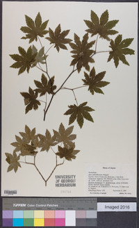 Acer sieboldianum image