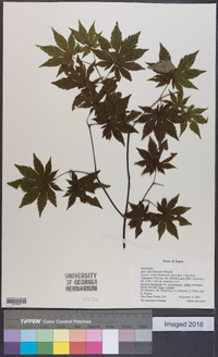 Acer sieboldianum image