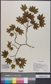 Acer sieboldianum image