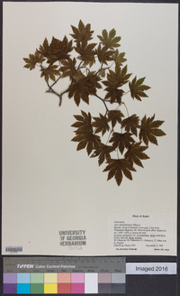 Acer sieboldianum image