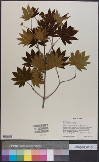 Acer sieboldianum image