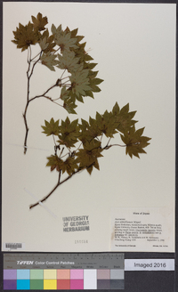 Acer sieboldianum image