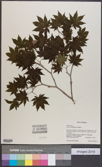 Acer sieboldianum image