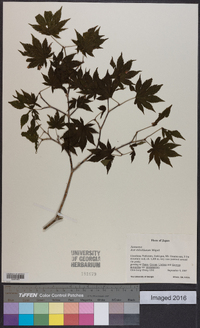 Acer sieboldianum image