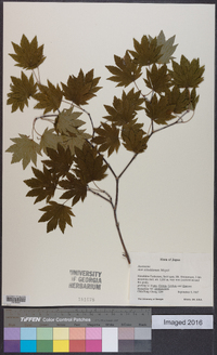 Acer sieboldianum image