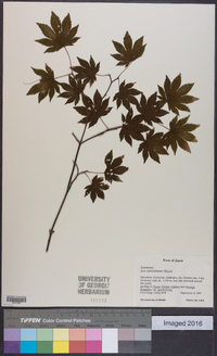 Acer sieboldianum image