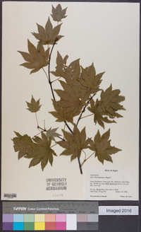 Acer sieboldianum image