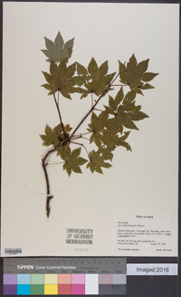 Acer sieboldianum image