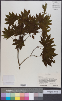 Acer sieboldianum image