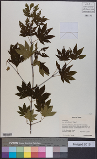 Acer sieboldianum image