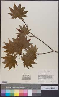 Acer sieboldianum image