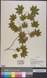 Acer sieboldianum image