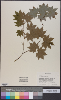 Acer sieboldianum image