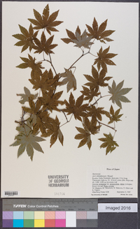 Acer sieboldianum image