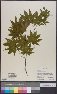 Acer sieboldianum image