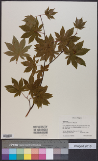 Acer sieboldianum image