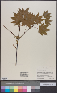 Acer sieboldianum image