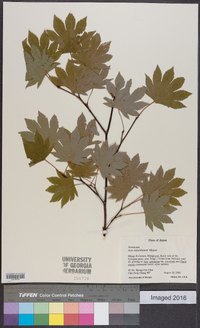 Acer sieboldianum image