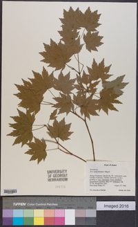 Acer sieboldianum image