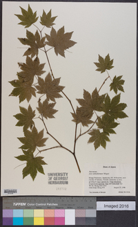 Acer sieboldianum image