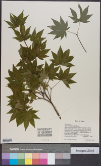 Acer sieboldianum image