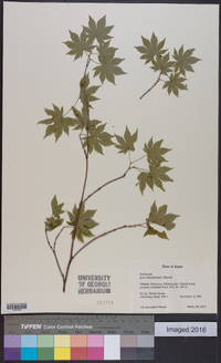 Acer sieboldianum image