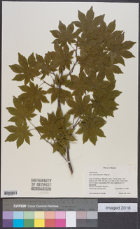 Acer sieboldianum image