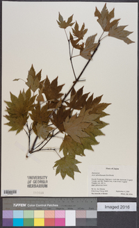 Acer sieboldianum image