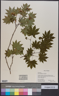 Acer sieboldianum image