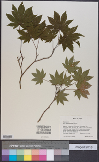 Acer sieboldianum image