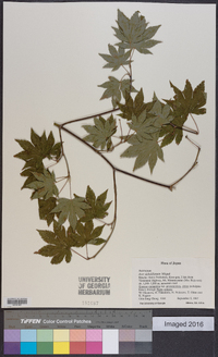 Acer sieboldianum image